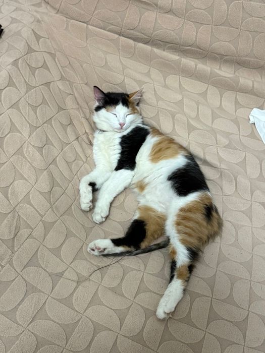 Отдаем кошку в хорошие руки