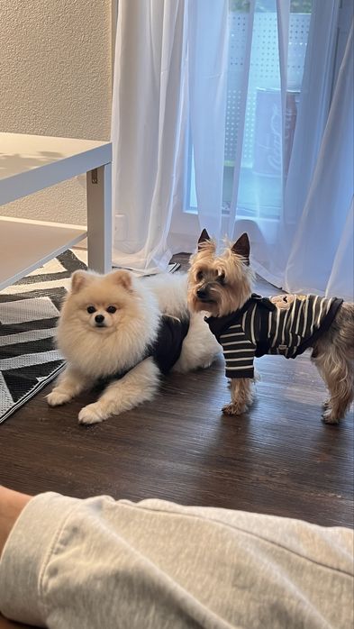 Вязка (шпиц) 3 года