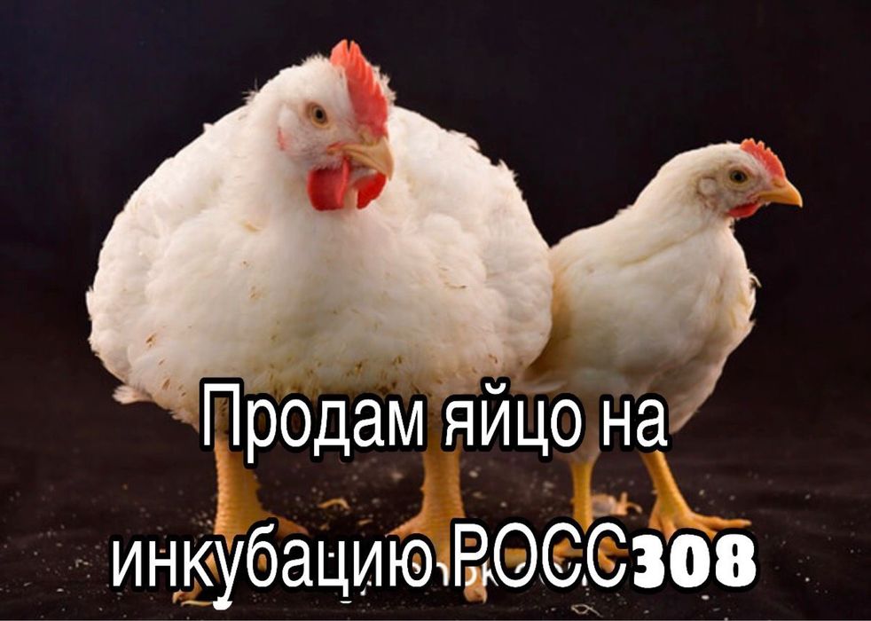 Инкубационное яйцо РОСС308