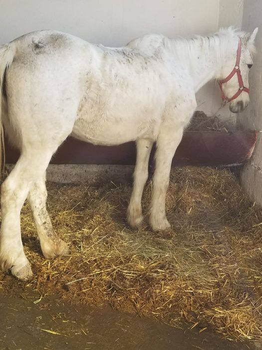 Iapa de 9 ani merge garantat la caruta