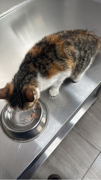 Котенок ищет дом