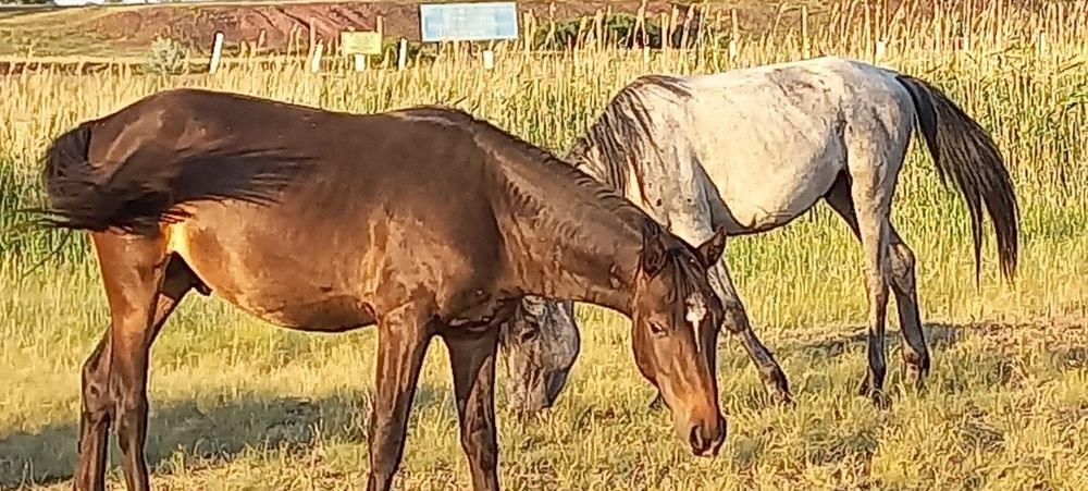 Продам двух айгыров