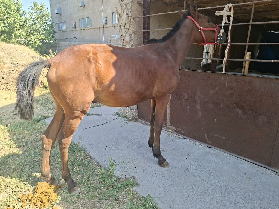Міңгі тай сатылады