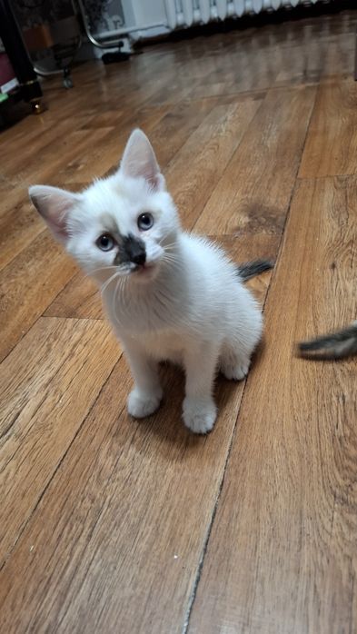 Отдам котят в хорошии руки