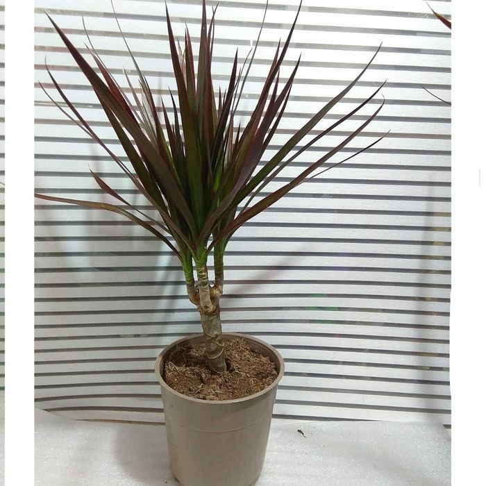 Драцены маргината разного размера