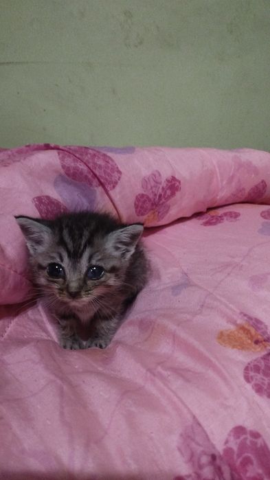 Кошки в добрые руки