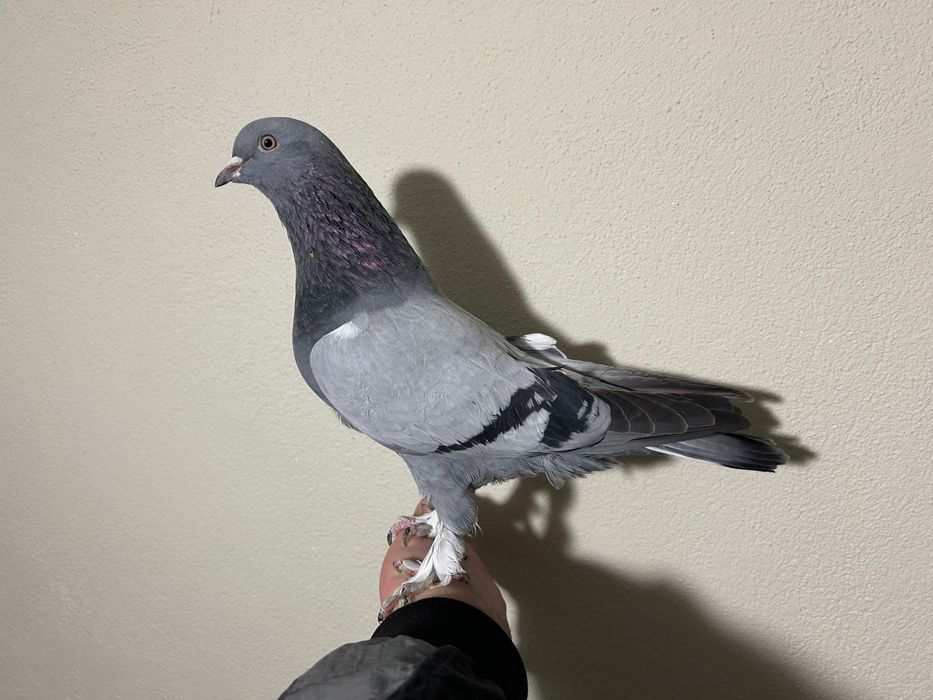 Мардини на Игра и Пощенски