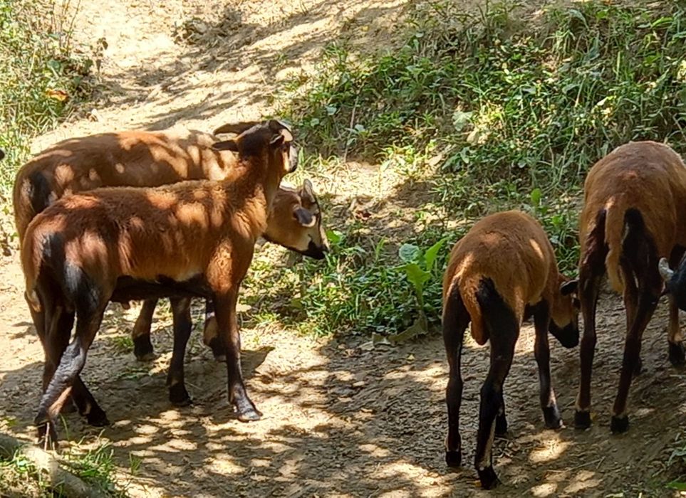 Berbec de rasa camerun