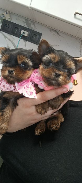 Йоркширски териер -мини йорки