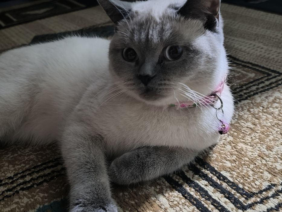 Шотландский скотиш страйт