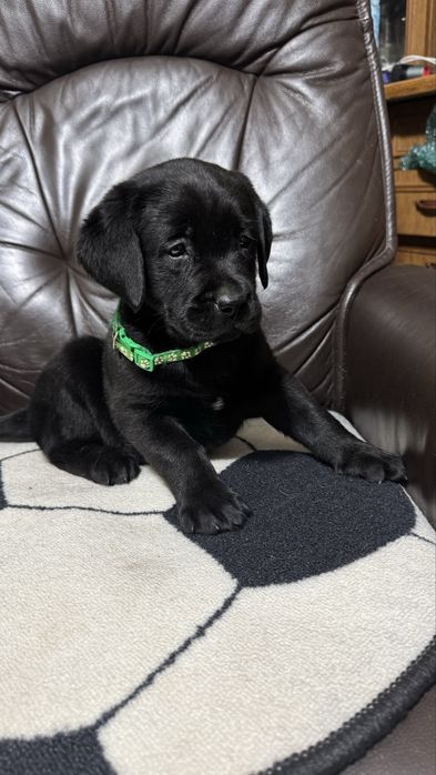 Pui Labrador Retriever