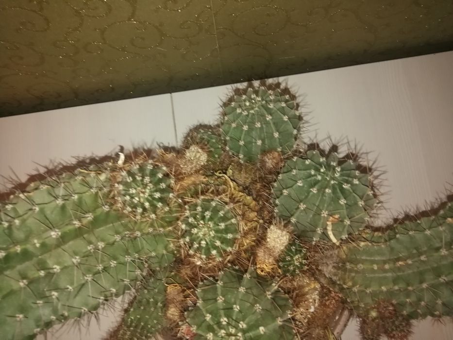 Кактус прадайу с крушкой