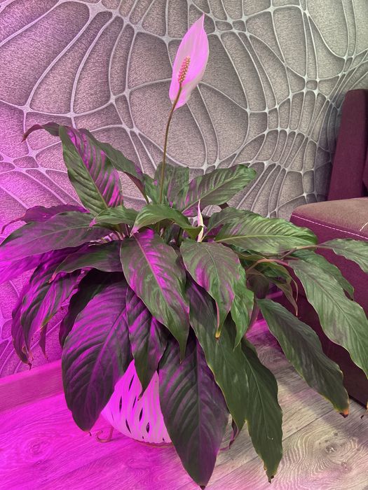 Продам  Цветок Женское счастье. Цена 5000 с горшком и подставко