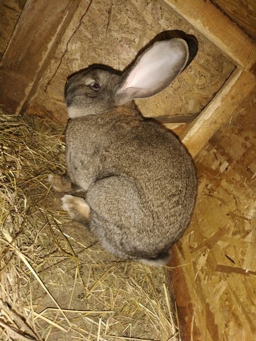 iepuri uriaș german și californieni