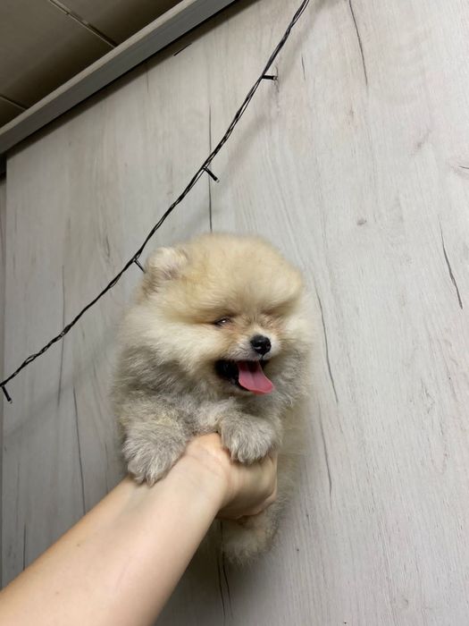 Померанский шпиц