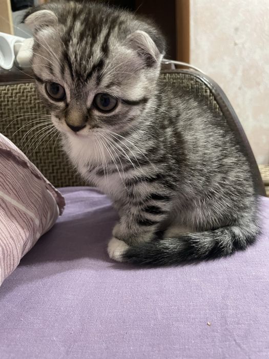 котенок девочка