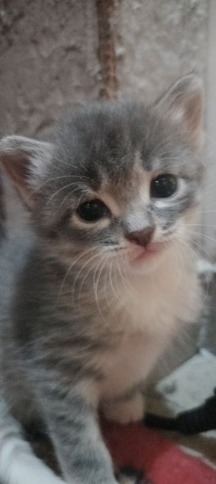 Отдам 2 котят бесплатно