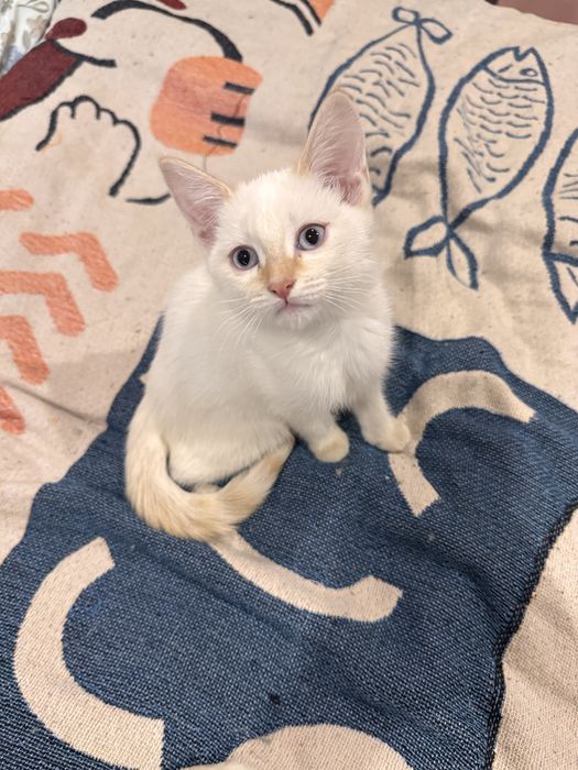 Котенок в хорошие руки
