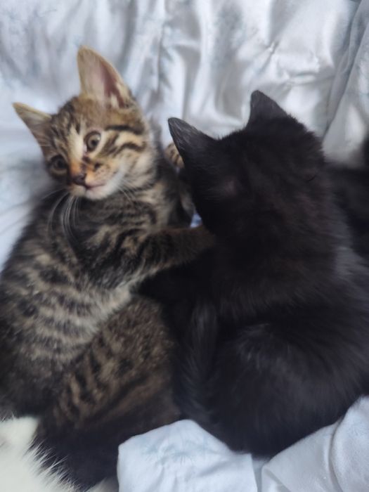 подарявам котенца на 1 месец