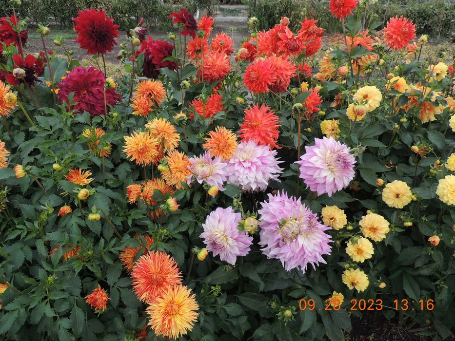 Георгины сортовые