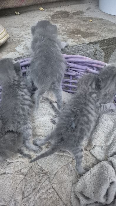 Отдам котят в руки