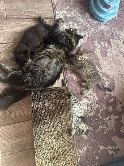 Отдам даром котят .