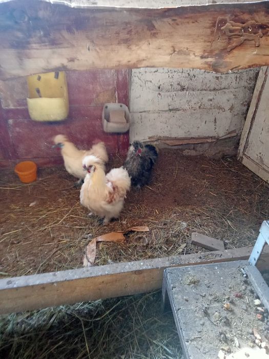 Петухи китайские