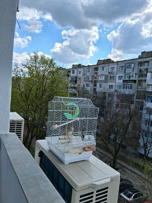 Продавам амадинки заедно с кафеса