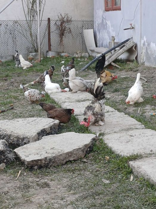 Vand oua pitica  mii de flori si motate