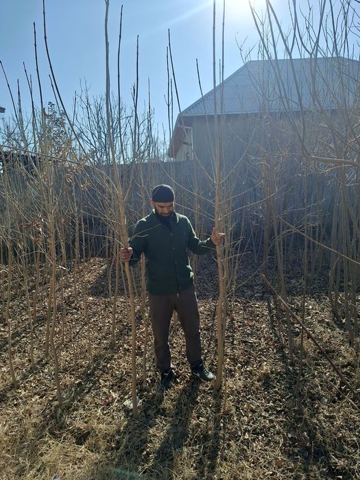 Арча ва хархил турдаги гуллап