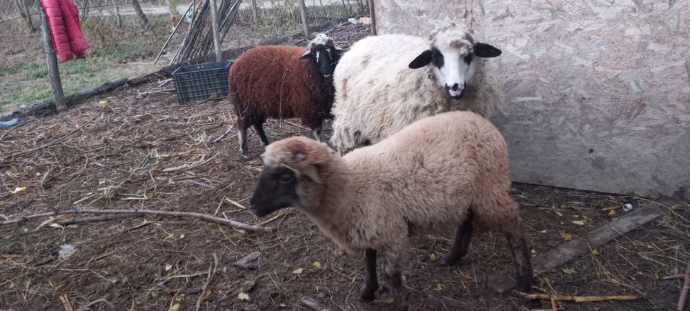 Vând 3 mieluțe de anul ăsta!