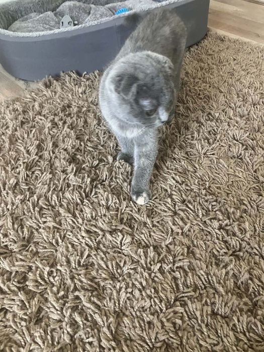 Предлагам прекрасни Scottish Fold (Шотландска клепоуха) котенца