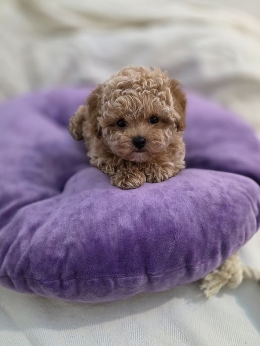Maltipoo Korean teacup