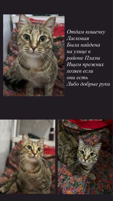 Кошка. .     .    .    .     .     .     .    .