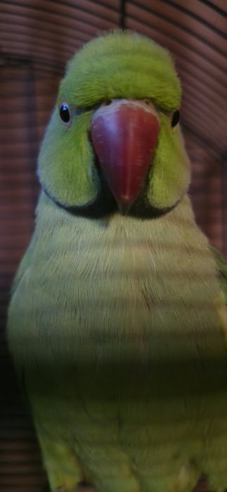 Papagal Micul Alexander,mascul, numele lui este Rico