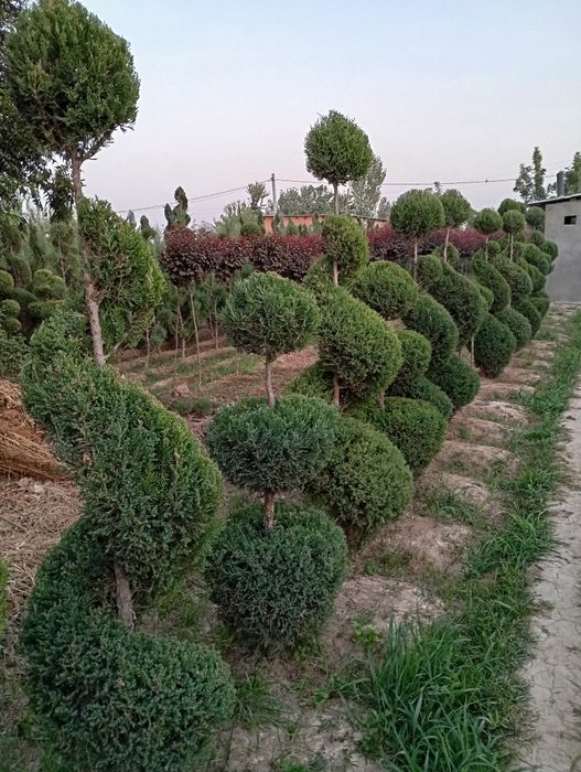 Archa keshish va dorlash dekrativni daraxtlar