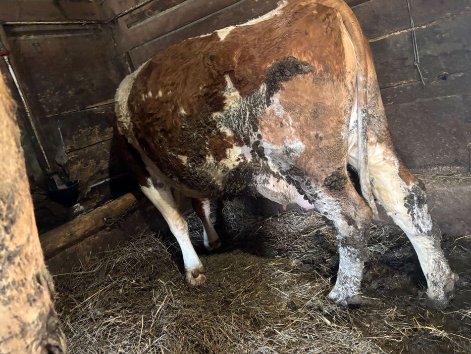 Vaci Baltata Romaneasca