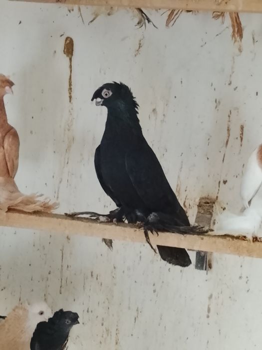 Голуби разных мастей