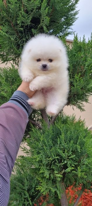 Померан мини померанче