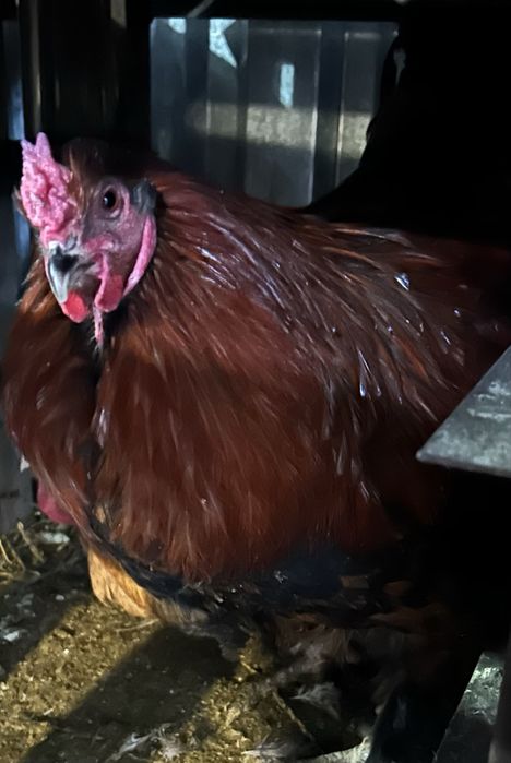 Домашние яйца, домашнее яйцо