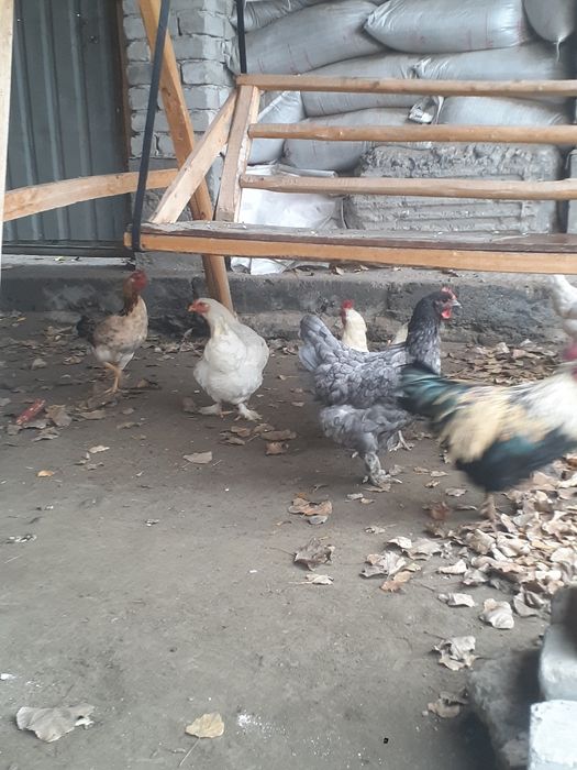 Tovuqlar sotiladigan