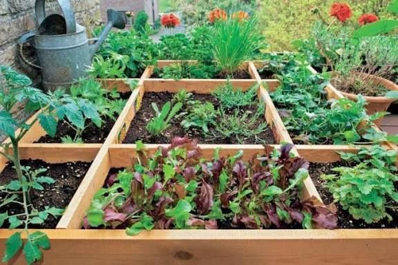 Био Тор за зеленчуци и овощни дръвчета (50литра-12лв). Биотор от ЧКЧ