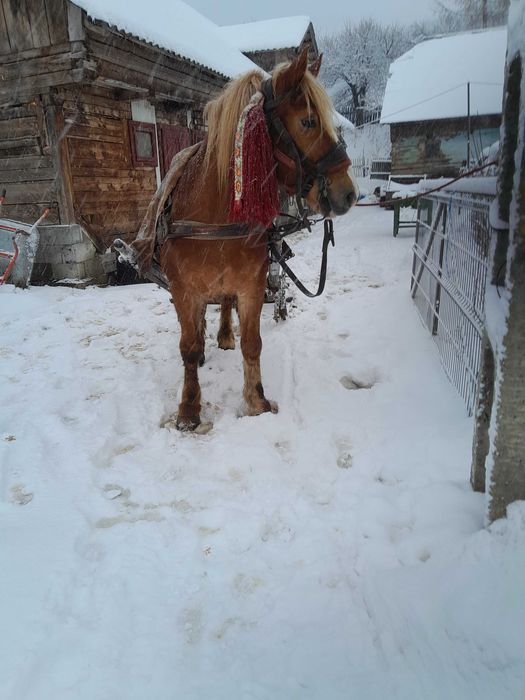 Caii de vanzare sau schimb