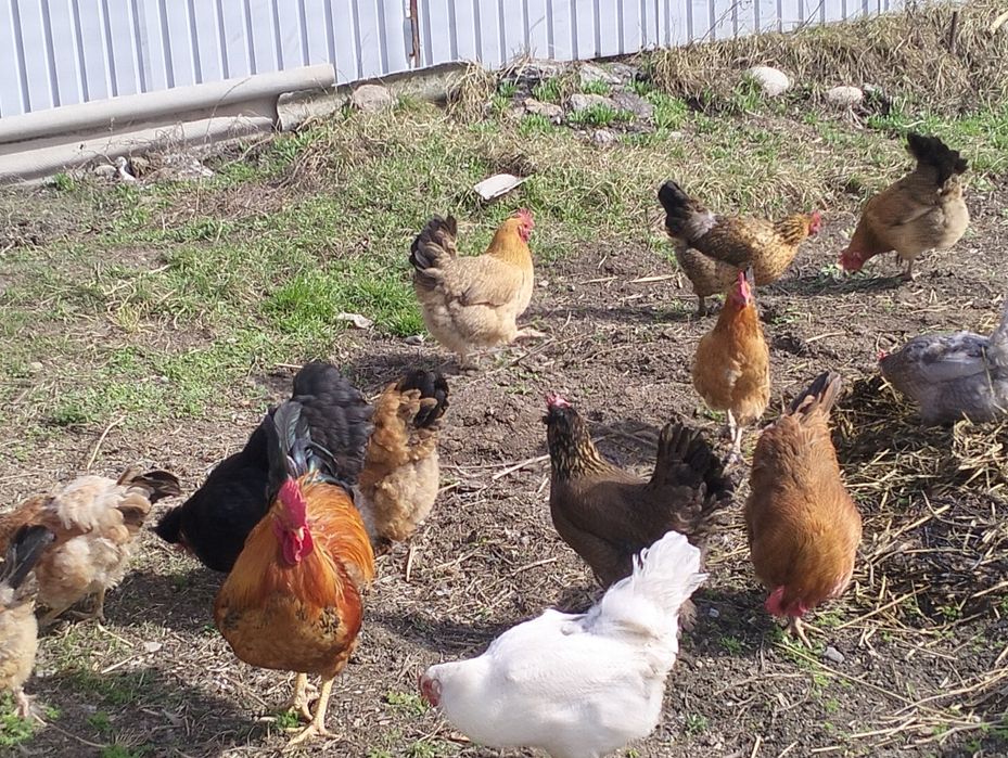 Цыплята домашние несушки