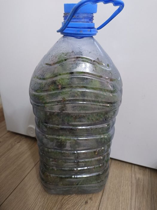 Шишка свежая 5л-5000тг