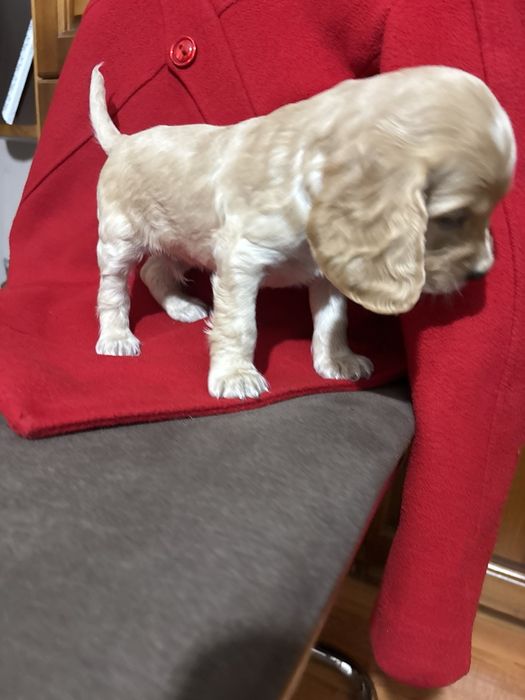 Кокер шпаньол . Малки кученца