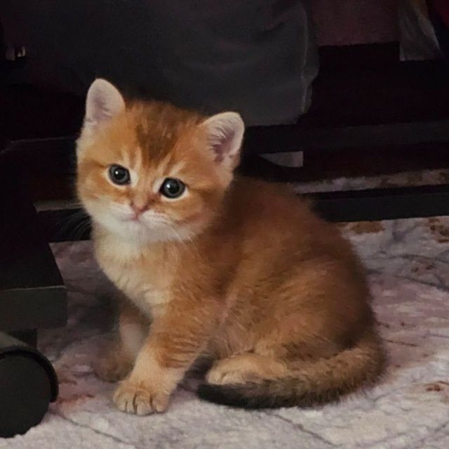 Продается кот Британец,