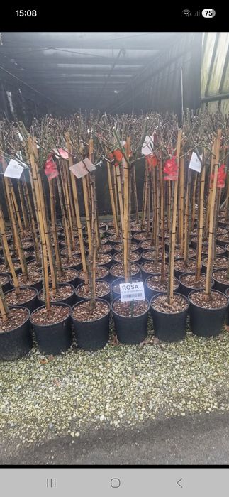 Vînd plante ornametale diferite mărimi