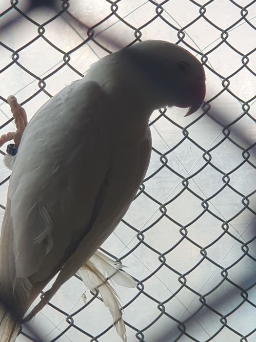 Продавам папагали