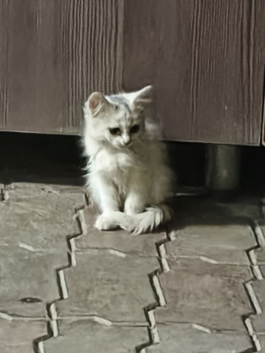 Котята  отдам в хорошие руки